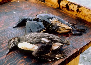 Birds killed as a result of oil from the Exxon Valdez spill (Exxon Valdez Oil Spill Trustee Council)