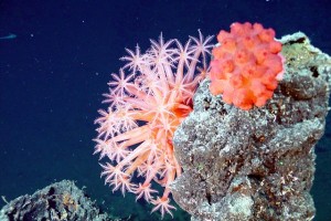 The splendours of the deep sea fauna (photo: NOAA)
