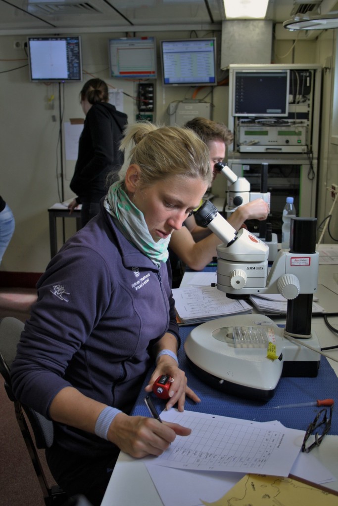 Here is Dorthe counting. What is she counting? –Mesozooplankton. You need to wait for our plankton blog post to learn more about them! Picture by Serra Örey.