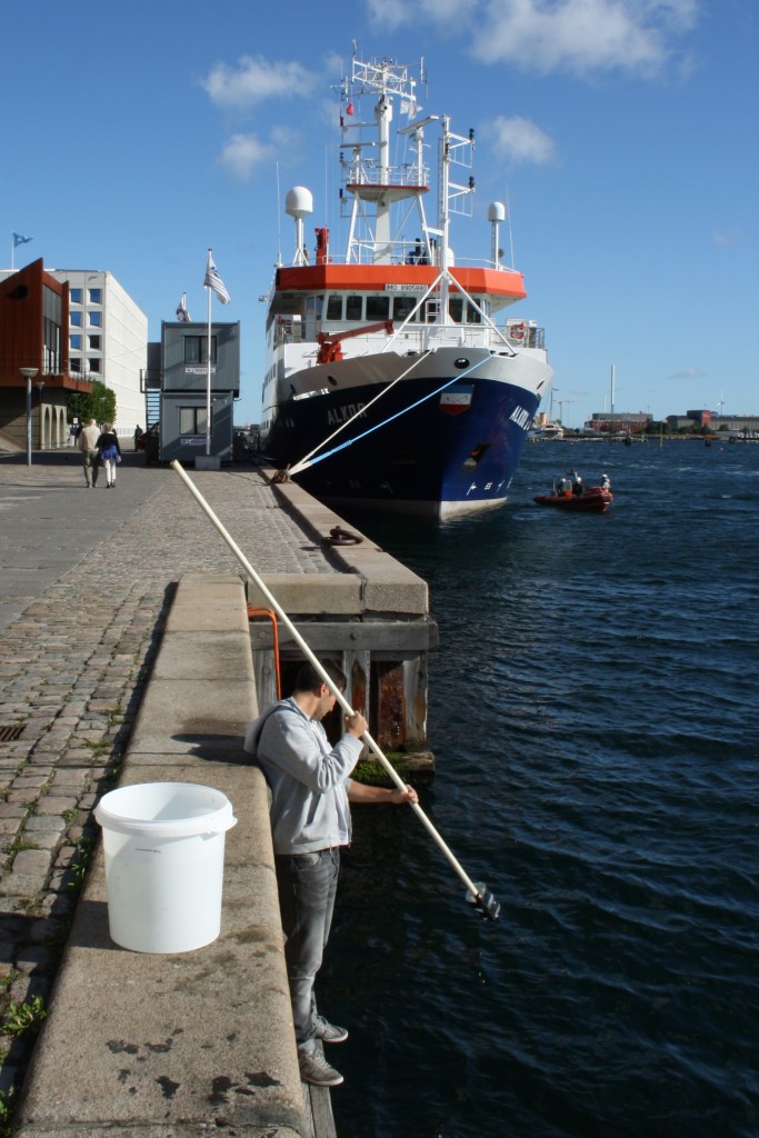 Moritz is jellyfishing to catch some Mneiopsis leidyi for experiment in Copenhagen harbor. Picture by Serra Örey.
