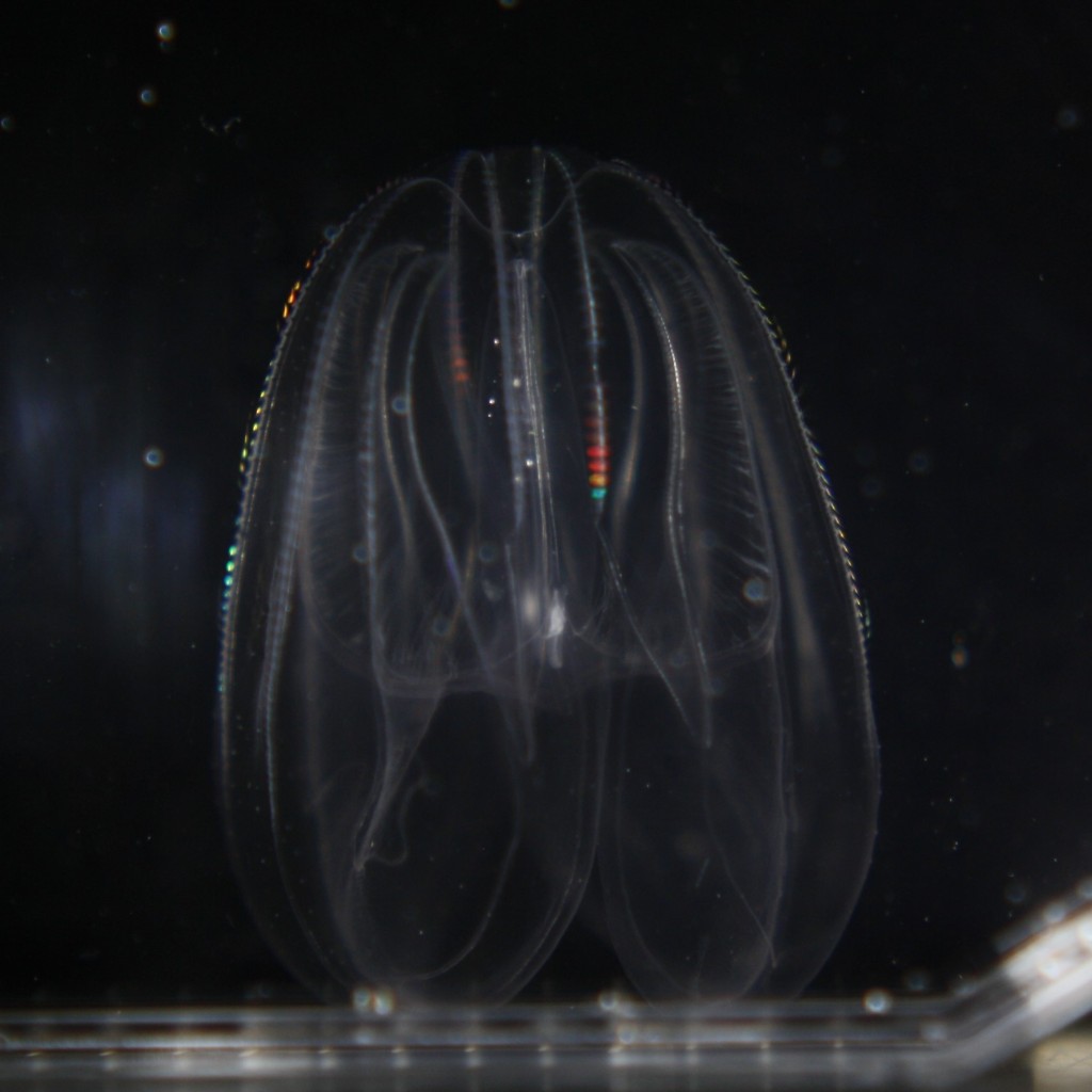 A poor victim from Mortiz’s catch. One proud jellyfish (Mneiopsis leidyi). Picture by Serra Örey.