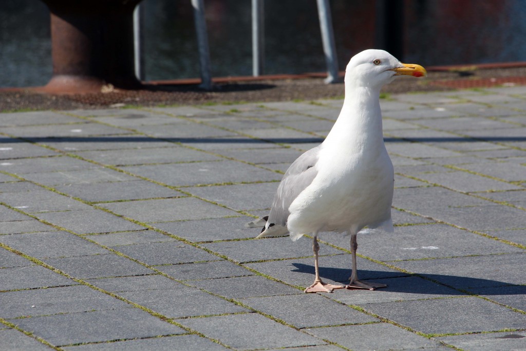 Potentieller KLIMALE-Besucher, Foto: C.Koch