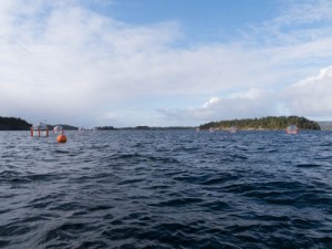 Mesocosm set-up in Bergen 2015; Photo by Michael Sswat