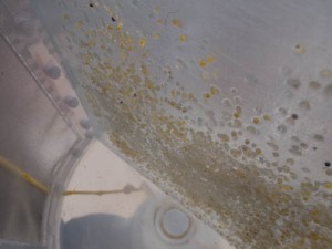 Herring eggs in the incubators; Photo by Michael Sswat