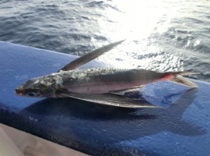 Fliegender Fisch an Bord. Foto: Elisabeth Eßer