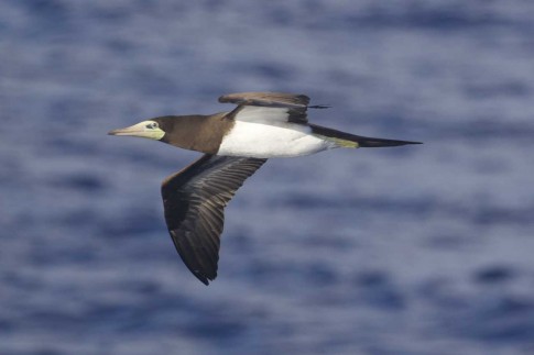 A Brown Booby inpsects the ship. (Photo by Michea, ©USFWSl)