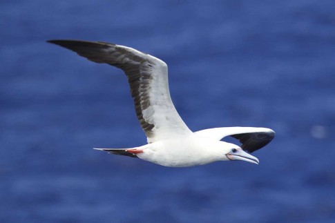 Red-footed Booby, a pan-tropical seabird, the bane of flyingfish everywhere. (Photo by Micheal, ©USFWS)