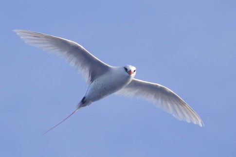 Red-tailed Tropicbird, the most pelagic of the three tropicbird species. (Photo by Micheal, ©USFWS)