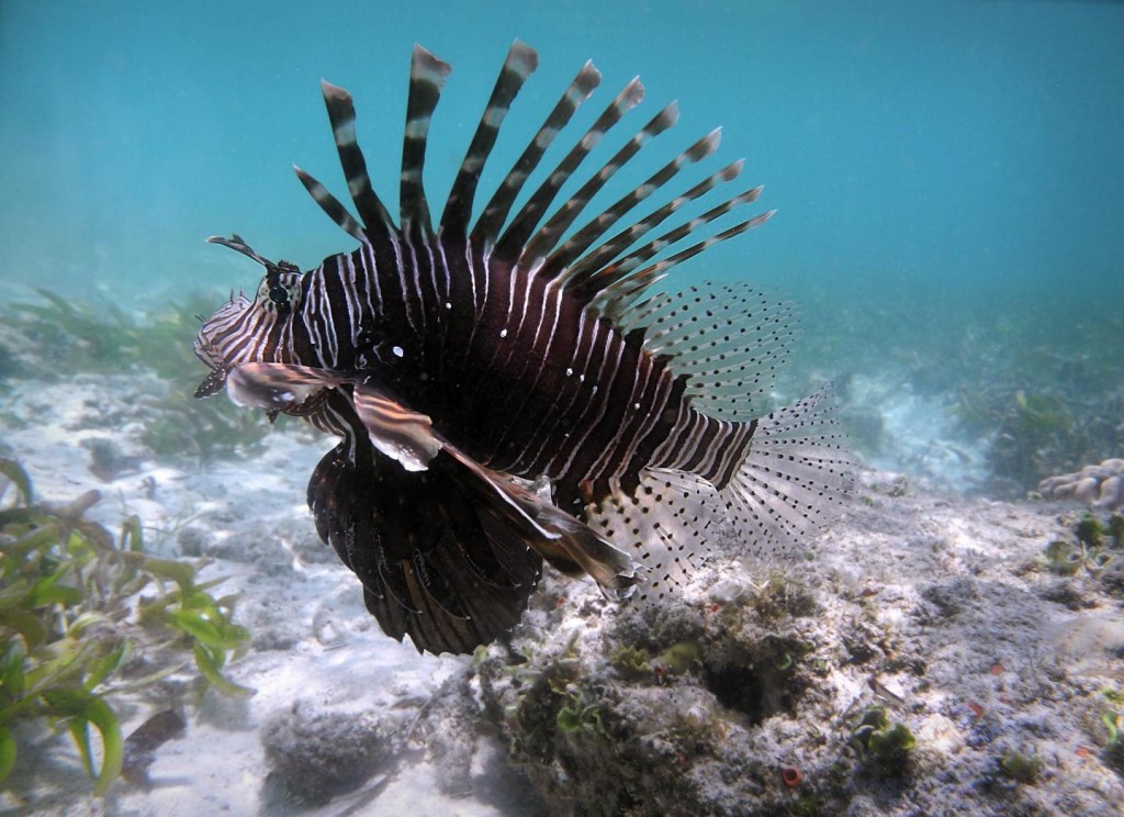 Rotfeuerfische gelten in vielen Meeresbereichen als schädliche invasive Arten. In der Karibik haben sie beispielsweise bereits die Artenzusammensetzung am Meeresboden von korallen- zu algendominiert verändert. Bild: Ro Allen