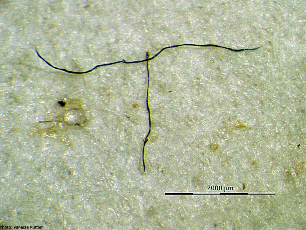 Insbesondere bei Fasern ist die Unterscheidung zwischen künstlich und natürlich unter dem Mikroskop sehr schwierig. Foto: Vanessa Rüttler