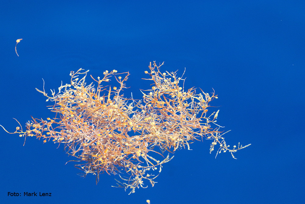 Diese treibenden Algen-Büschel sind von Bord aus häufig zu sehen.Foto: Mark Lenz/GEOMAR