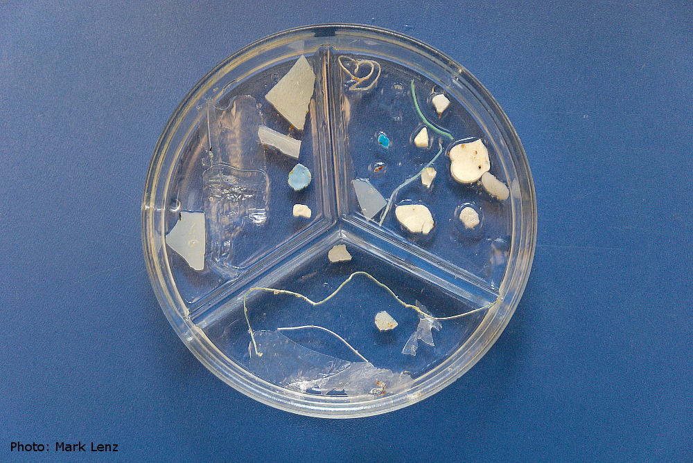 Kleine Partikel, bei denen es sich sehr wahrscheinlich um Plastik handelt. Dies sind die Funde aus einem Katamaran-Trawl. Foto: Mark Lenz/GEOMAR