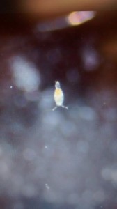 Picture from the same sample of one copepods genus Oncaea. 