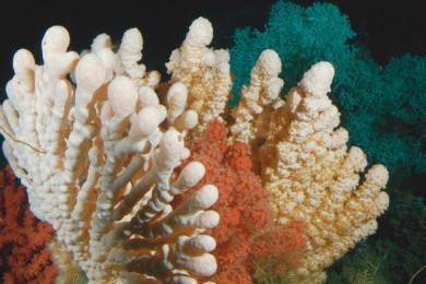 Wenn man solche Bilder sieht, kann man sich leicht vorstellen, warum Jürgen so fasziniert von jedem Tauchgang zurückkommt: Hier sieht man bunte Kaltwasserkorallen aus dem Mittelmeer. (Foto: JAGO-Team, GEOMAR)