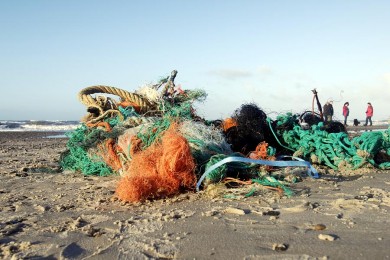Ein typischer Fund am Henne Strand an der Dänischen Küste (Foto: Mark Lenz, GEOMAR)