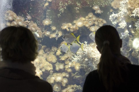 Besucher vor dem tropischen Becken im Aquarium. Foto: J. Steffen, GEOMAR