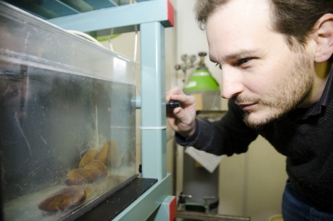 Dr. Claas Hiebenthal, Leiter des Kiel Marine Organism Culture Center (KIMOCC), in einem Kulturraum am GEOMAR Standort West mit Tiefsee-Muscheln der Art Bathymodiolus azoricus. Foto: Jan Steffen, GEOMAR