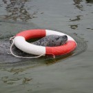 Seehund Kielius spielt mit einem Rettungsring. Foto: G. Seidel, GEOMAR