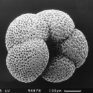Raster-Elektronen-Mikroskop Aufnahme der planktischen Foraminifere N. dutertrei. Das abgebildete Exemplar ist etwa einen dreiviertel Millimeter groß. Foto: T. Böschen, GEOMAR