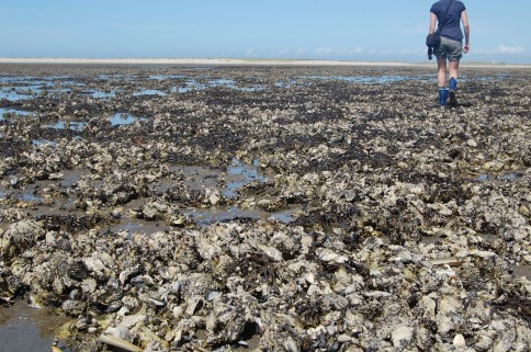 Die Pazifische Auster hat es geschafft - sie konnte sich im schleswig-holsteinischen Wattenmeer wie hier vor Sylt etablieren. Doch nicht jede Art, die über die Ozeane reist, kann ein neues Ökosystem für sich erobern. Welche Faktoren eine erfolgreiche Invasion begünstigen haben Meeresbiologen im Forschungs- und Studienprogramm GAME untersucht.  Foto: Mark Lenz, GEOMAR