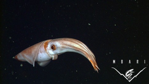 Ein Exemplar des seltenen Tiefsee-Kalmars Ancistrocheirus. © MBARI
