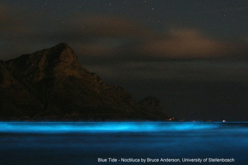"Blue Tide- Noctiluca" by Bruce Anderson (University of Stellenbosch). - BMC Ecology image competition: the winning images. BMC Ecology 2013, 13:6 doi:10.1186/1472-6785-13-6. Licensed under CC BY 2.0 via Wikimedia Commons - https://commons.wikimedia.org/wiki/File:Blue_Tide-_Noctiluca.jpeg#/media/File:Blue_Tide-_Noctiluca.jpeg