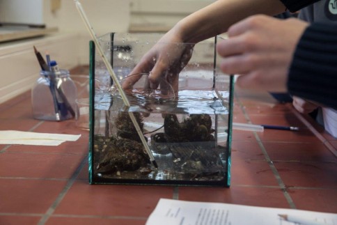 Seepockenexperiment im ozean:labor der Kieler Forschungswerkstatt. Foto: Jolan Kieschke