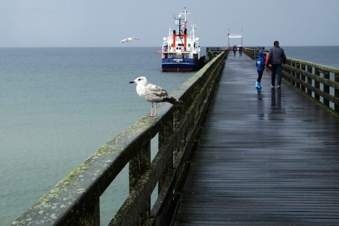 Sommeraktion Biodiversität "Was lebt denn da im Meer?!" in Schönberg. Foto: Jan Steffen