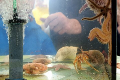 Sommeraktion Biodiversität "Was lebt denn da im Meer?!" in Schönberg. Seesterne, Muscheln, Seeigel und Krebse in einem Aquarium. Foto: Jan Steffen