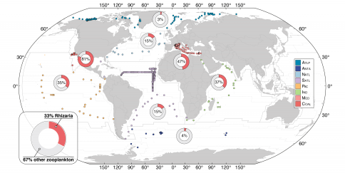 Die Bedeutung der Rhizaria im Vergleich zu anderem Zooplankton in verschiedenen Meeresregionen (verändert nach Biard et al. 2016). / The importance of Rhizarians in comparison to other zooplankton in different regions of the worlds oceans (adapted after Biard et al. 2016).