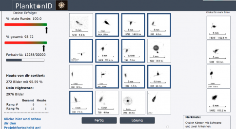 Die Spielseite auf https://planktonid.geomar.de/de/sorting. Rechts werden Beispielbilder für eine Kategorie angezeigt, hier Copepoden. Aus den 16 Bildern in der Mitte wählst du alle aus, die auch Copepoden zeigen. Links wird die aktuelle Spielstatistik angezeigt. / The game on https://planktonid.geomar.de/de/sorting. On the right hand side, example images for one category are displayed, in this case copepods. From the 16 images in the middle you have to select those that also show copepods. On the left your personal statistics are shown.