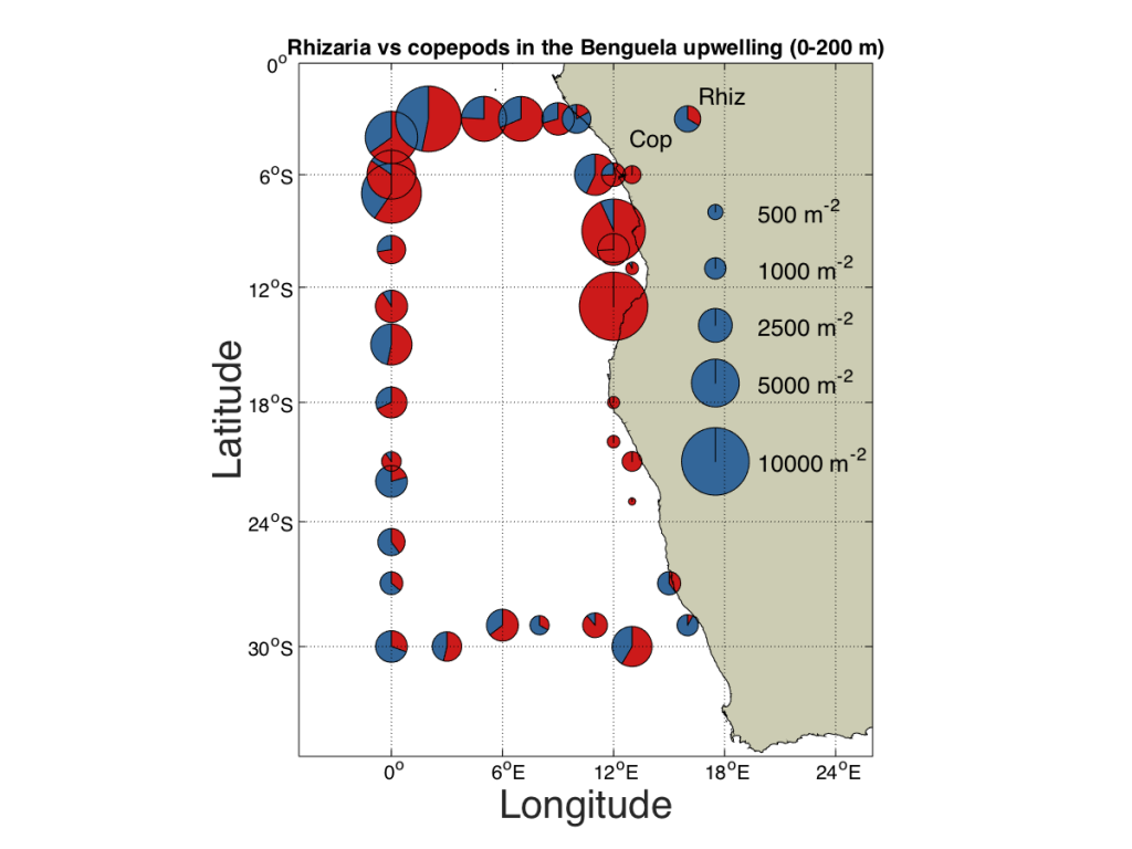 Ergebnisse der ersten Auswertungen der durch die Bürgerwissenschaftler auf PlanktonID sortierten Bilder. Hier werden die Häufigkeiten der Rhizaria (rot) und Copepoden (blau) im Benguela Auftriebsgebiet verglichen. / Results of first evaluations of the image classification by citizen scientists on PlanktonID. Here, the abundances of Rhizarians (red) and copepods (blue) are compared.