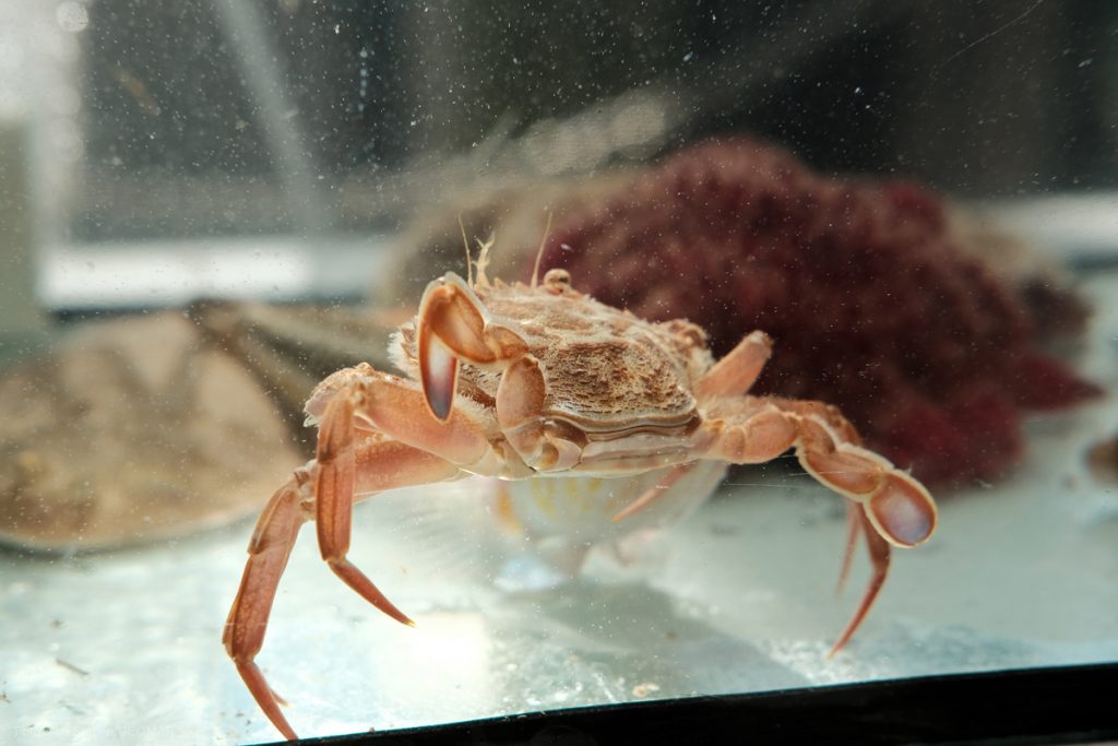 Eine Krabbe aus der Nähe betrachtet. Sie trägt die Trendfarbe Coral. Photo: Jan Steffen / GEOMAR