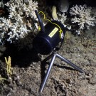 Die autonome Unterwasserkamera PoBeMon vor einem weißen Kaltwasserkorallenstock. Foto: JAGO-Team, GEOMAR