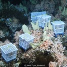 Korallenkörbchen mit markierten Korallen nach Aussetzen im Riff. Picture: JAGO-Team, Helmholtz-Zentrum für Ozeanforschung (GEOMAR)
