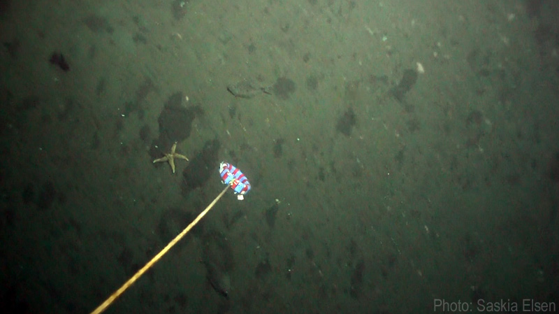 Blick auf den Meeresboden in 70 m Tiefe