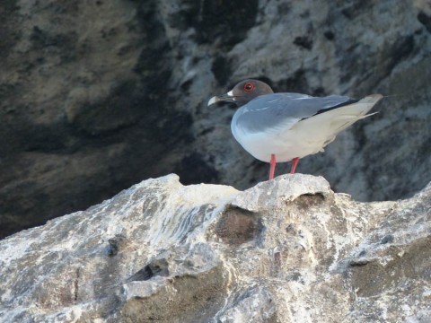 Since Darwin's time the Galápagos Islands are famous for their bildlife. Photo: Stefanie Ismar 