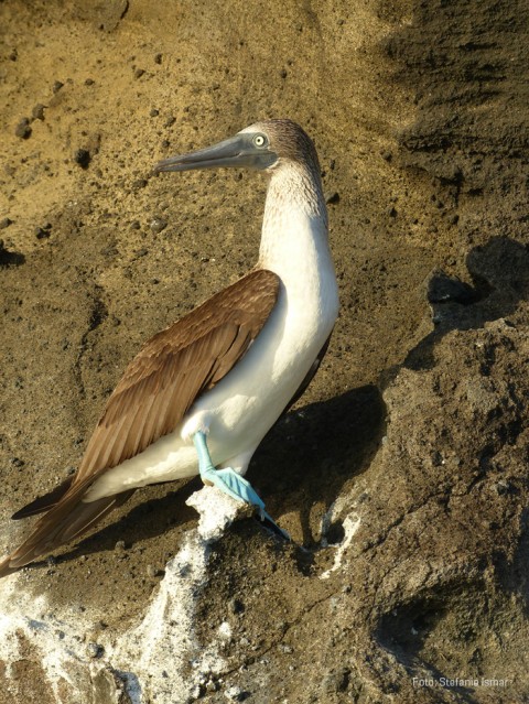 A blue-footed booby. Photo: Stefanie Ismar 