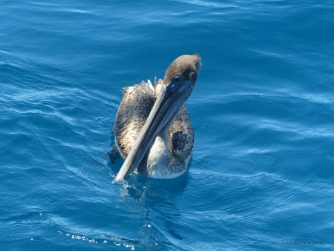 A brown pelican. Photo: Stefanie Ismar