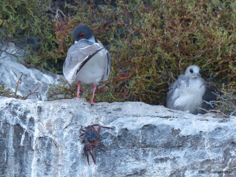 A swallow-tailed gull with chick. Photo: Stefanie Ismar