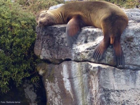 A sea lion dozing in the sun. Photo: Stefanie Ismar