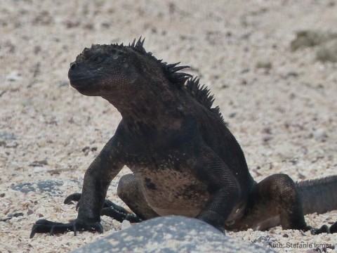 Typical for the Galápagos Islands - the Galápagos marine iguanas Photo: Stefanie Ismar 