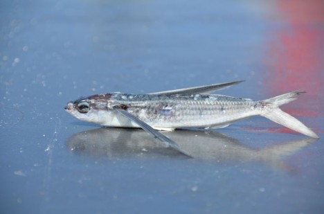 Ein fliegender Fisch ist an Bord gesprungen / flying fish jumped on board. ©Thomas Walter