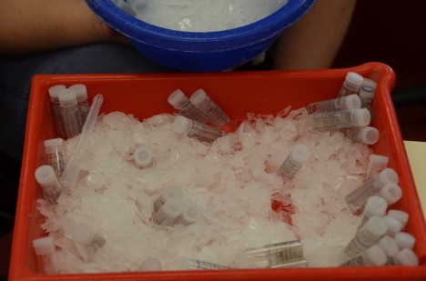 Probenröhrchen auf Eis während des Sortierens / Sample jars on ice during sorting. ©Thomas Walter