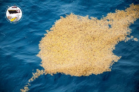 Treibender Sargassum Teppich / Sargassum floats. ©Torben Riehl