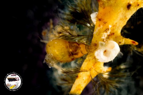 Gastropoden auf Sargassum / Gastropods on Sargassum. ©Torben Riehl