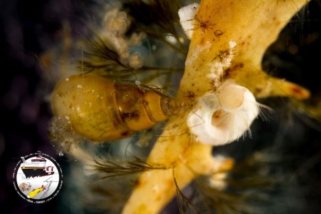 Vermutlich Spirorbid polychaete auf Sargassum / presumably Spirorbid polychaete on Sargassum ©Torben Riehl