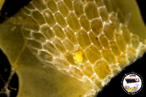 Bryozoa auf Sargassum / Bryozoa on Sargassum. ©Torben Riehl
