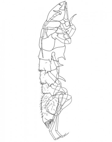 Die abgeleitete digitale Zeichnung der Macrostylide / Digital drawing of the Macrostylid ©Torben Riehl