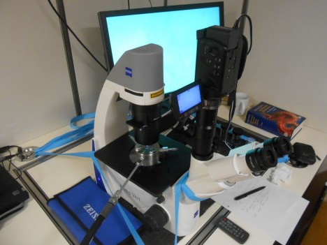 Lebendbeobachtung von Einzellern in einer Druckkammer im umgekehrten Mikroskop.